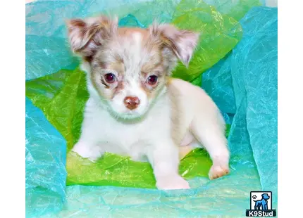 a small chihuahua puppy in a green blanket