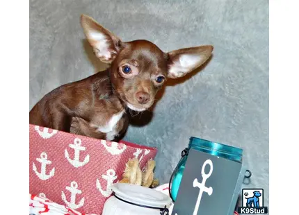 a chihuahua dog sitting next to a laptop