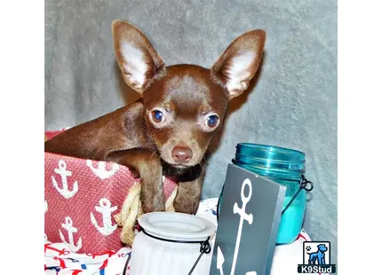 a chihuahua dog with blue eyes