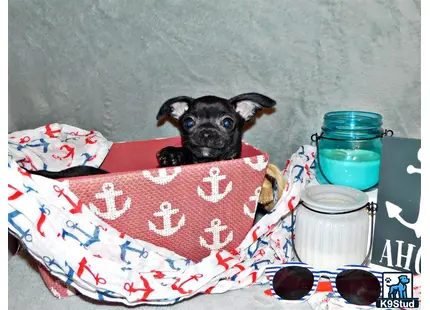 a small chihuahua dog sitting on a bed