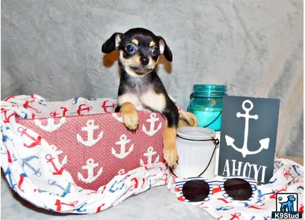 a chihuahua dog sitting on a couch