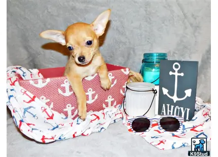 a chihuahua dog sitting on a bed