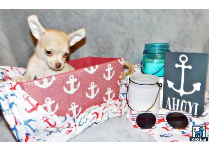 a chihuahua dog lying on a couch