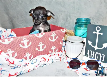 a chihuahua dog sitting on a couch