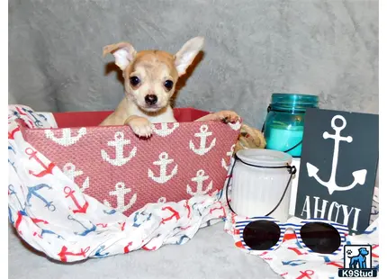 a chihuahua dog sitting on a couch