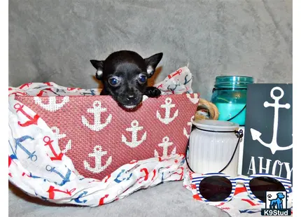 a chihuahua dog lying on a couch