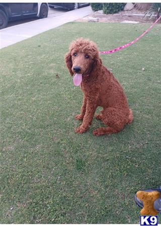 a poodle dog on a leash on grass