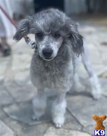 a poodle dog standing on a sidewalk