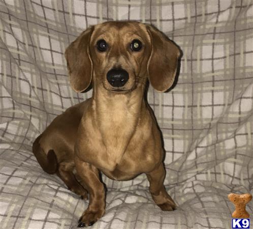 a dachshund dog sitting on a bed