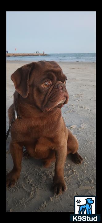 a pug dog on a beach