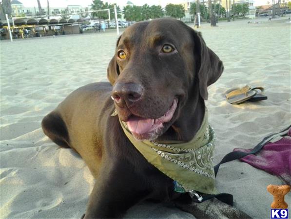a labrador retriever dog with a bandana on its neck