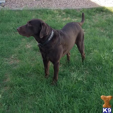 a labrador retriever dog standing in a grassy area