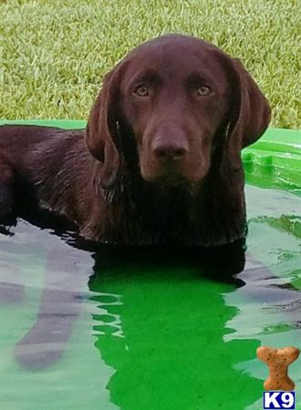 a labrador retriever dog sitting in water