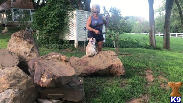 a man with a french bulldog dog on a pile of logs