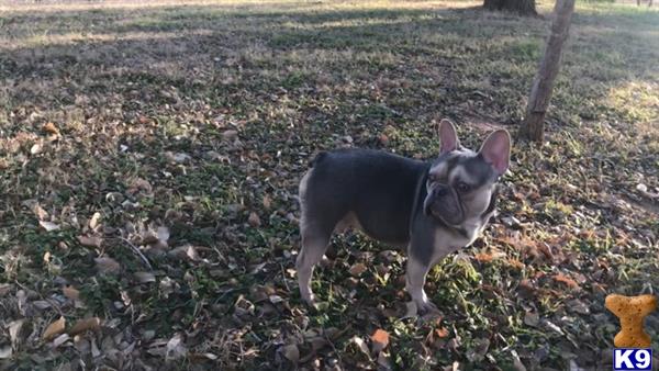 a french bulldog dog standing in a grassy area