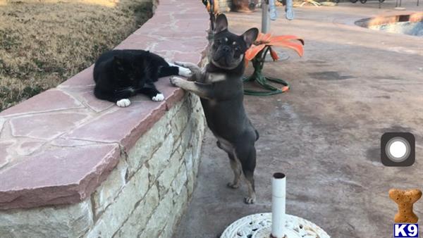 a french bulldog dog and cat playing