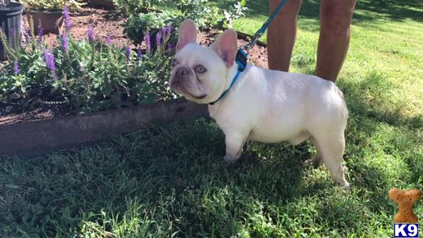 a french bulldog dog on a leash on grass
