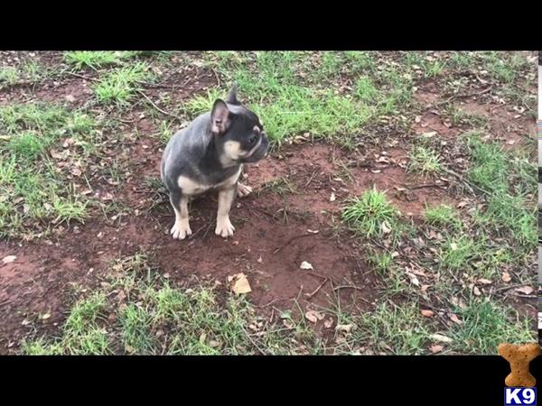 a french bulldog dog standing in the dirt