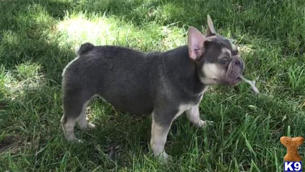 a french bulldog dog standing in grass