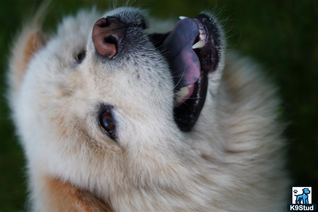 a white animal with its mouth open