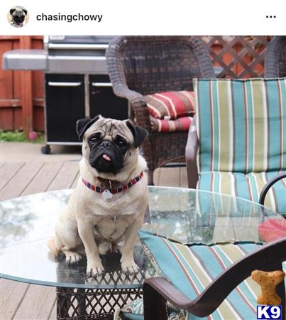 a pug dog sitting on a chair