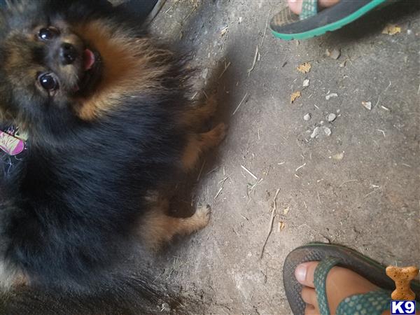 a pomeranian dog sitting on the ground