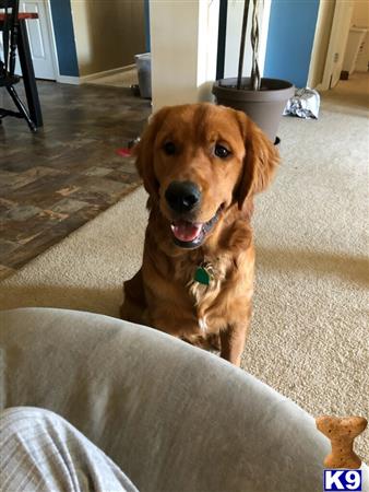 a golden retriever dog sitting on the floor