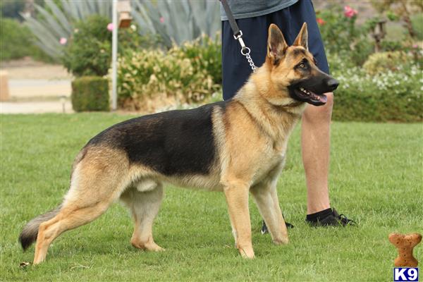 a german shepherd dog on a leash