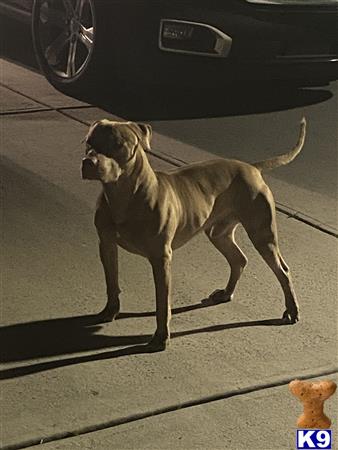 a american pit bull dog standing on a sidewalk