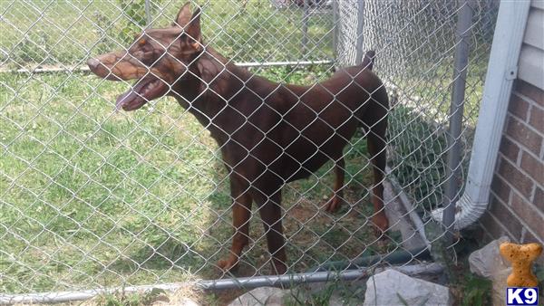 a doberman pinscher dog in a cage