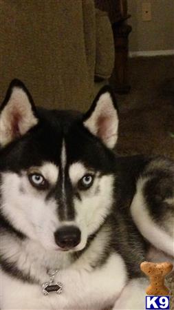 a siberian husky dog with a surprised expression