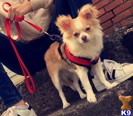 a chihuahua dog sitting on the ground