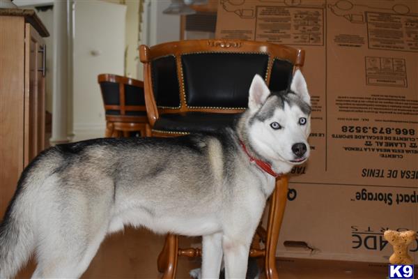 a siberian husky dog sitting on a chair