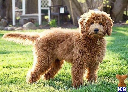 a goldendoodles dog standing on grass