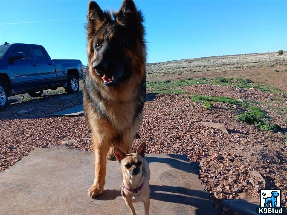 a german shepherd dog and a german shepherd dog running on a road