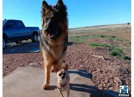 a german shepherd dog and a german shepherd dog running on a road