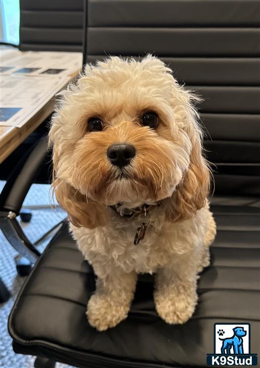 a cavapoo dog sitting in a car