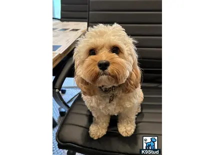 a cavapoo dog sitting in a car