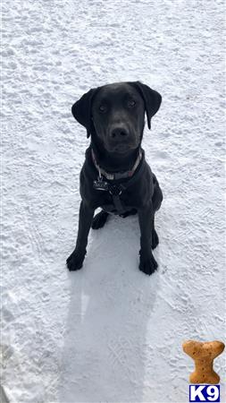a black labrador retriever dog sitting in the snow