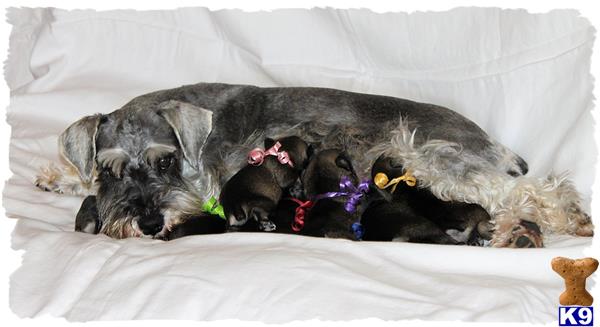 a group of miniature schnauzer puppies sleeping on a bed