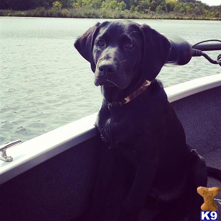 a labrador retriever dog on a boat