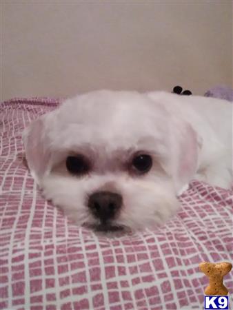 a shih tzu dog lying on a bed