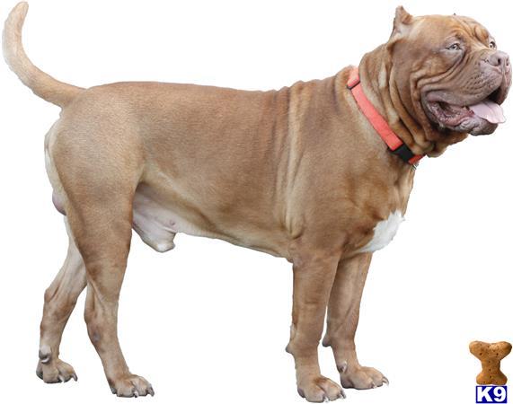 a american bandogge mastiff dog with its mouth open