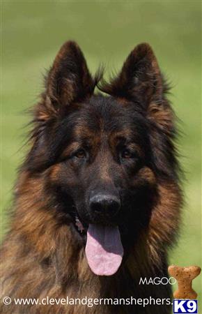 a german shepherd dog with its tongue out