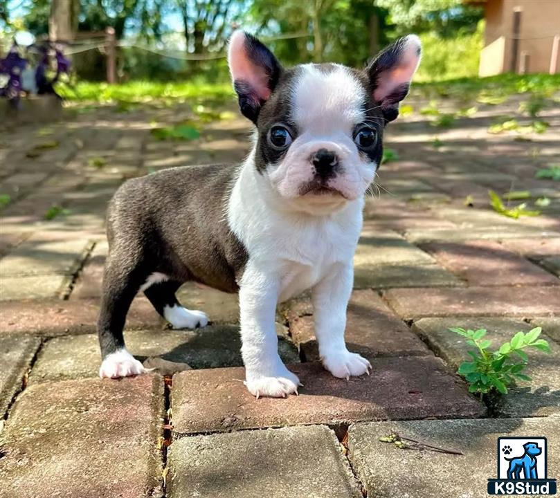 a small boston terrier dog sitting on a stone surface