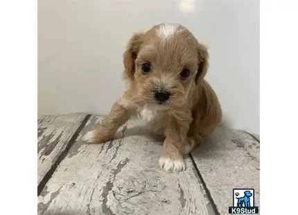 a small maltipoo dog standing on a rug