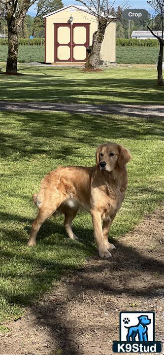 a golden retriever dog standing in a yard