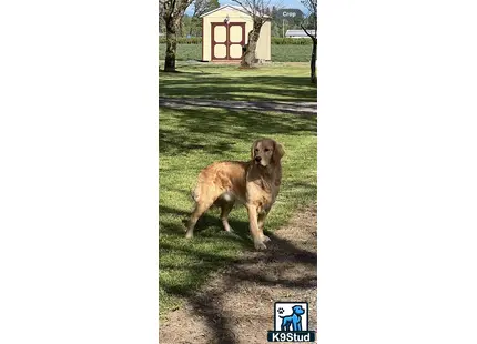 a golden retriever dog standing in a yard