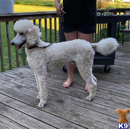 a poodle dog standing on a wood deck