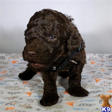 a small black poodle dog